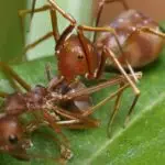 مكافحة النمل وابادته 