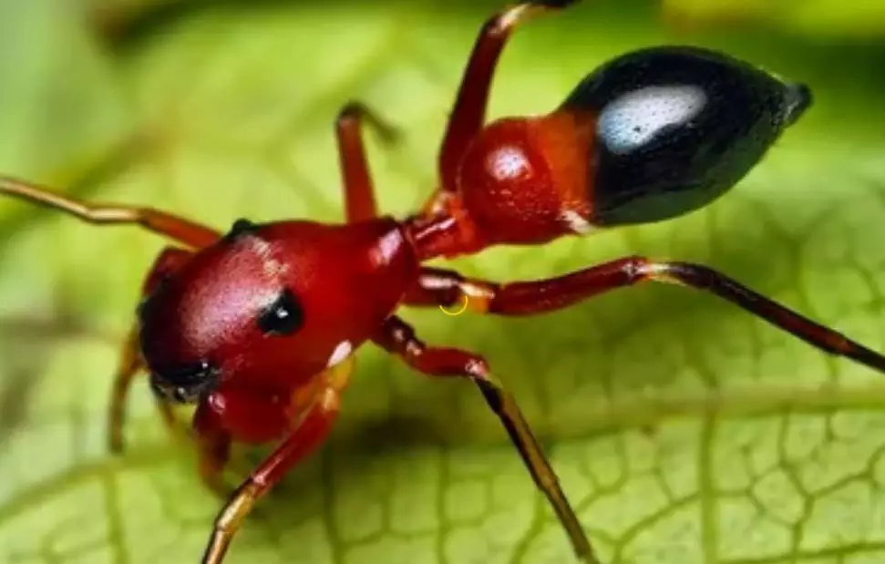 كيفية القضاء ع النمل