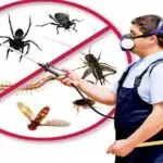 مكافحة وابادة الحشرات بافضل الطرق 